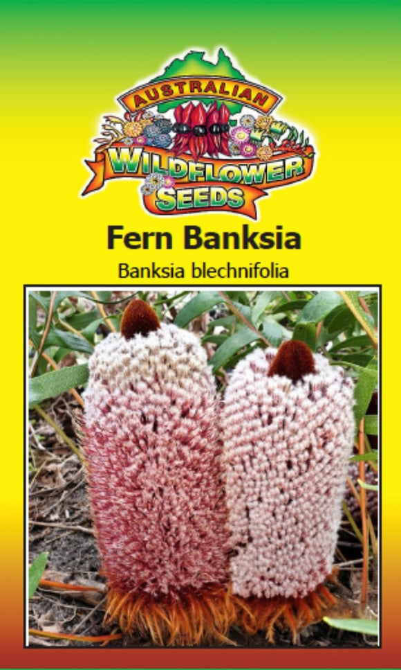 banksia-blechnifolia-fern-banksia-seeds