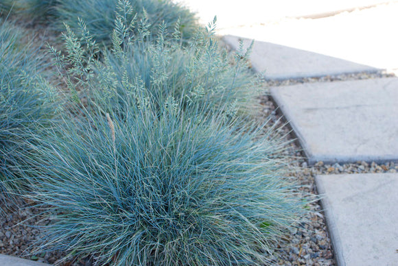 Festuca glauca 'Elijah Blue'