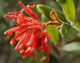 Grevillea Miqueliana