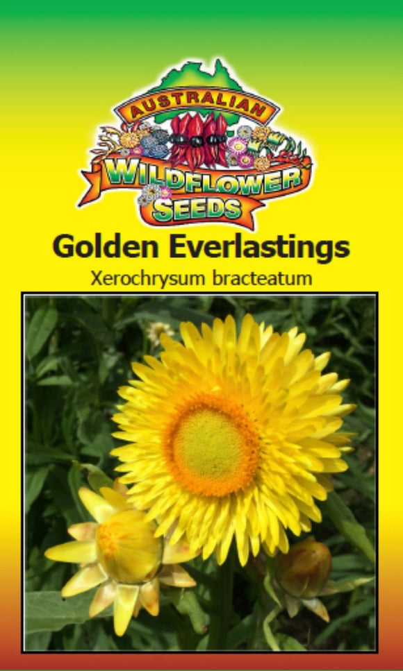 Golden Everlastings - Xerochrysum Bracteatum