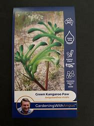 Angus seeds Tall Green Kangaroo Paw seeds