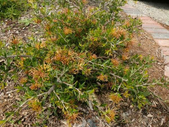 Grevillea Old Gold