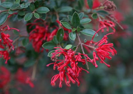 Callistemon viminalis