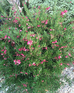 Acacia calamifolia