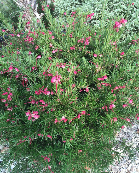 Acacia calamifolia