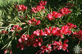 Grevillea clearview david