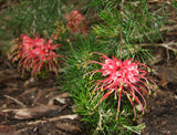 Grevillea Ellendale pool