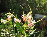 Eremophila microtheca