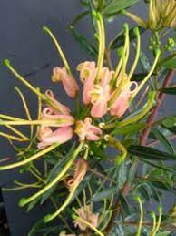 Eremophila microtheca