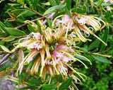 Eremophila microtheca