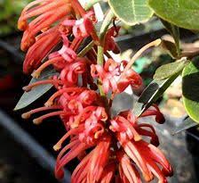 Grevillea Victoriae Murray Queen