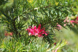 Grevillea pink pearl