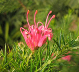 Grevillea pink pearl