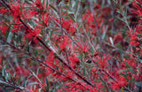 Grevillea poorinda firebird