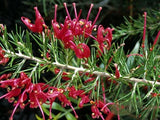 Eremophila maculata Magenta