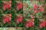 Grevillea red sunset