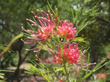 Grevillea red sunset