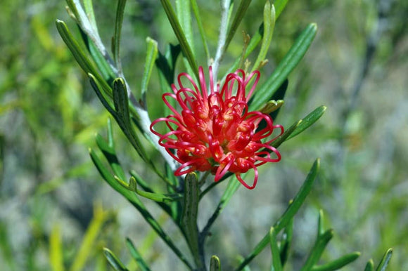 Grevillea Poorinda Royal Mantle