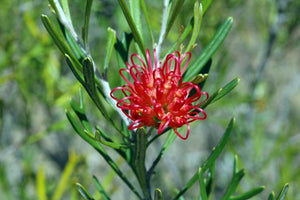 Grevillea red sunset