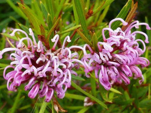 Callistemon Harkness