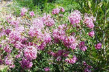 Callistemon Harkness