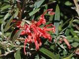 Eucalyptus leucoxylon Dwarf