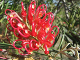 Eucalyptus leucoxylon Dwarf