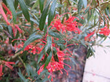 Eucalyptus leucoxylon Dwarf