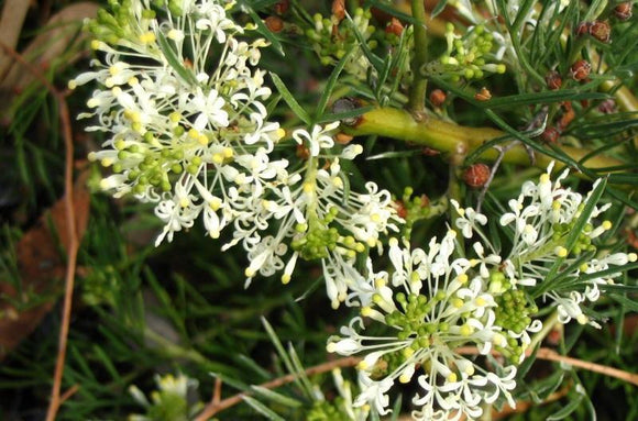 Eucalyptus albida