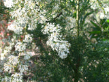 Eucalyptus albida