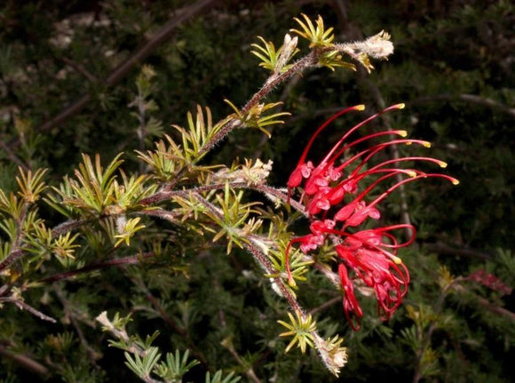 Grevillea delta