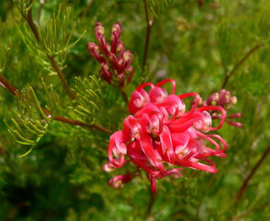 Grevillea Ellendale pool