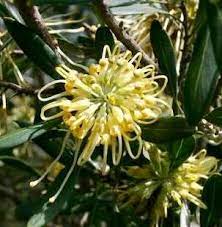 Eremophila ovata