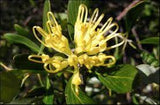 Bossiaea walkeri