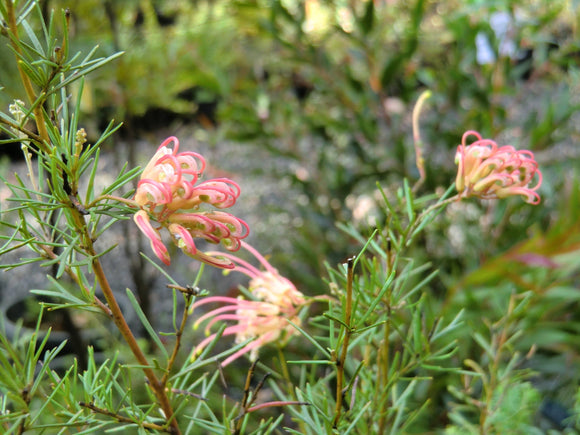 Allocasuarina verticillata {Drooping  Sheoak}