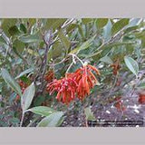 Grevillea Victoriae Murray Queen