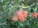 Grevillea Miqueliana