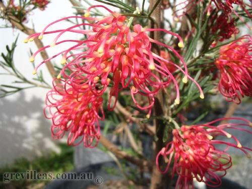 Grevillea winpara gem