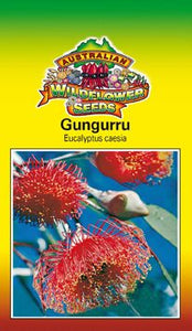 Gungurra - Eucalyptus caesia