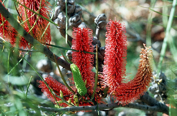 Hakea  Bucculenta