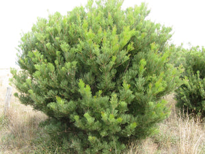 Hakea Drupacea