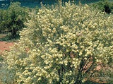 Hakea leucoptera