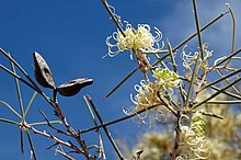 Hakea leucoptera