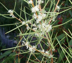 Hakea Mitchellii