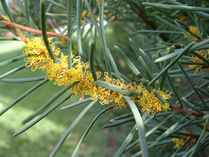 Hakea  Nodosa