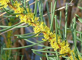 Hakea  Nodosa