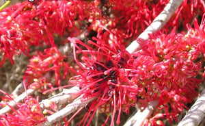 Hakea Orthorrhyncha