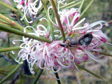 Hakea  Sericea