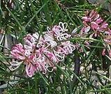 Hakea  Sericea