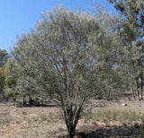 Hakea tephrosperma